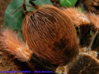 Megaphobema robustum
